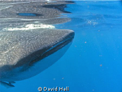 I shot the picture of this Whale Shark North of Isle Meju... by David Hall 